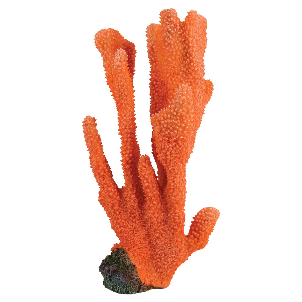 Underwater Treasures 74406 Elkhorn Orange Desertcart Seychelles