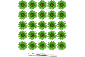 60Pcs Green Dried Daisy Pressed Flowers - YouthBro 60Pcs Real Nature Flowers Set for Resin DIY Jewelry Candle Soap Vase Making Nail Card Scrapbook Art Craft Floral Decors