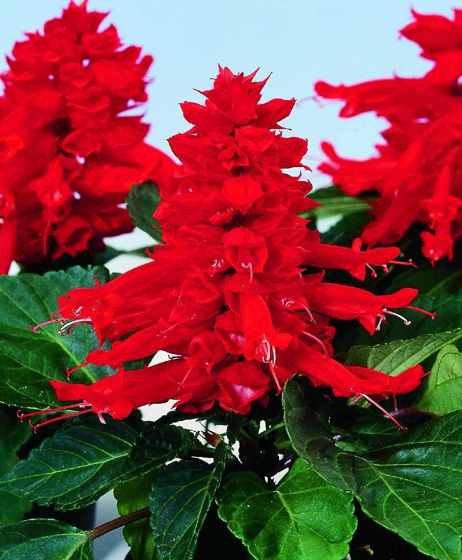 Planthub Salvia Seed Scarlet Sage Red Salvia Salvia Splendens Flower Seeds Pack Of 40 Seeds Amazon In Garden Outdoors