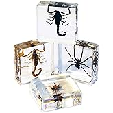 REAL BUG 4pc Scorpion & Spider Paperweight Collection