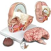 HADWYN Educational Head Anatomical Model with Brain Study | Classic Cerebral Artery Anatomy Medical Model