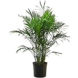 Costa Farms Cat Palm Chamaedorea cataractarum Live Plant, 3-Feet Tall, 3-Foot, Green