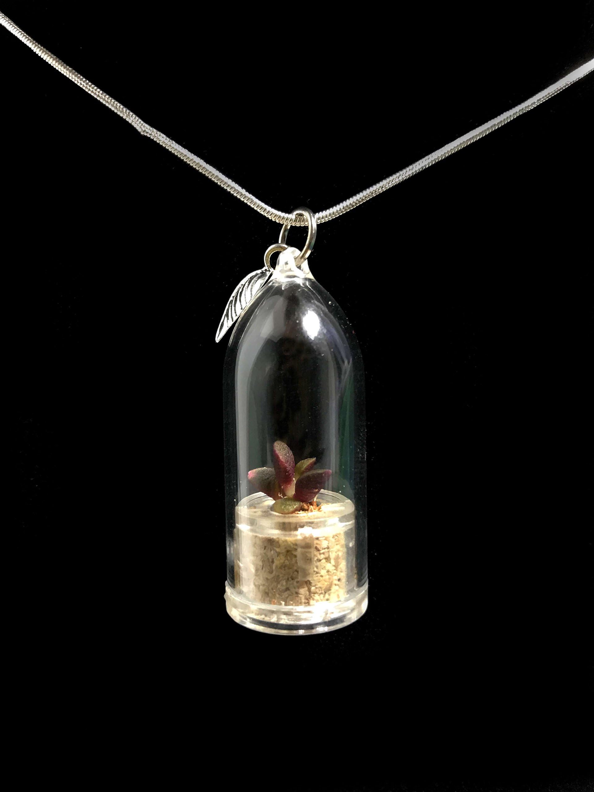 Live Lotus Succulent Necklace Wearable Miniature Succulent Necklace Nature Terrarium Necklace