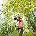 Greenworks 20-Inch 24V Cordless Pole Hedge Trimmer, 2.0 Battery Included 22242