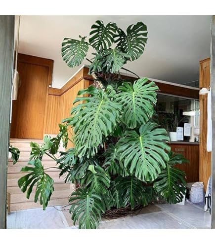 Amazon.com : Split Leaf Philodendron 8" Pot - Monstera - Edible Fruit  Tastes Like Pineapple : Patio, Lawn & Garden