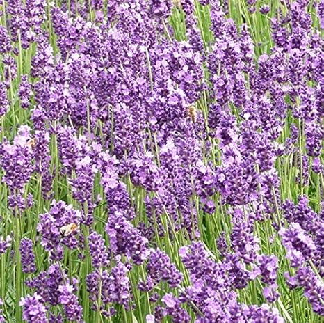 True Lavender, Lavendel fein Samen - Lavendula Vera
