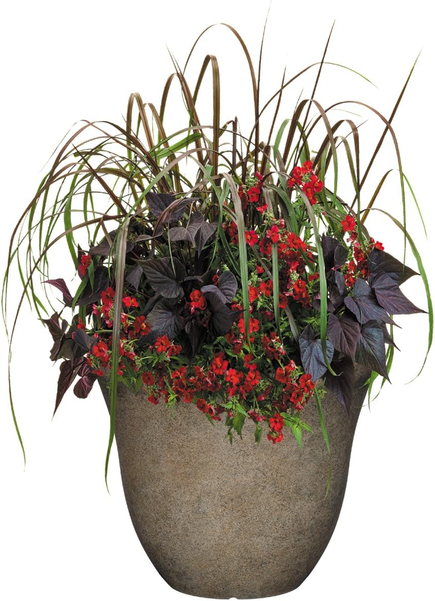 Classic Home and Garden Patio Pot Honeysuckle Planter, 15 Inch, Fossil : Garden & Outdoor