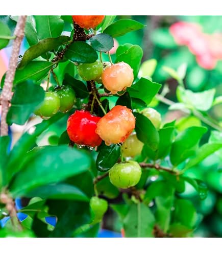 Live Barbados Cherry Plant (Acerola / Wild Crapemyrtle) – Malpighia Emarginata – 3-Inch Pot