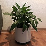 Airy Pot - Luftreiniger Blumentopf für Allergiker