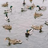 Copdock Mill Plain Wheat Discs Duck Feed 15kg Floating Feed for Ducks view 6