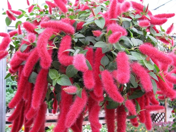 Queue De Chat Chenille Plante A Fleurs Exotiques Queue De Chat Rare 5 Graines Amazon Ca Terrasse Et Jardin Queue De Chat Chenille Plante A Fleurs Exotiques Queue De Chat Rare 5 Graines Amazon Ca Terrasse Et Jardin