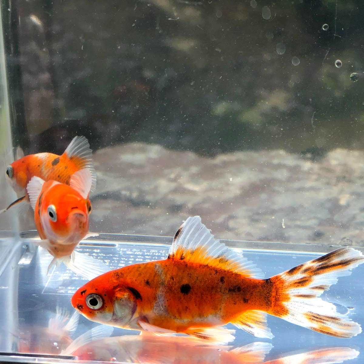 金魚 国産 朱文金 江戸川産 1匹 生体 川村淡水魚販売 観賞魚 水中生物 通販 Amazon