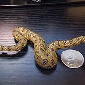 schleich green anaconda