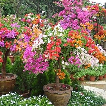 Qhydz Garden 50pcs Graines Fleurs Arbustes Grimpants