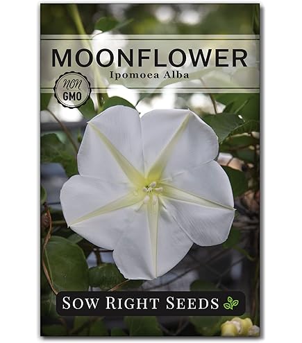 Amazon.com : MITRAEE 10 Giant Moonflower Seeds Blue. : Patio
