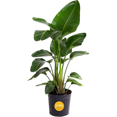 Amazon Best Sellers: Best Live Indoor House Plants