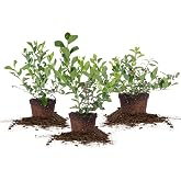 Perfect Plants Rabbiteye Blueberry Bush, 1 Gallon (3-Pack), Live Fruit | Three varieties cross pollinate for summer-long berries, zones 7-9, heat and drought tolerant, Florida family grown