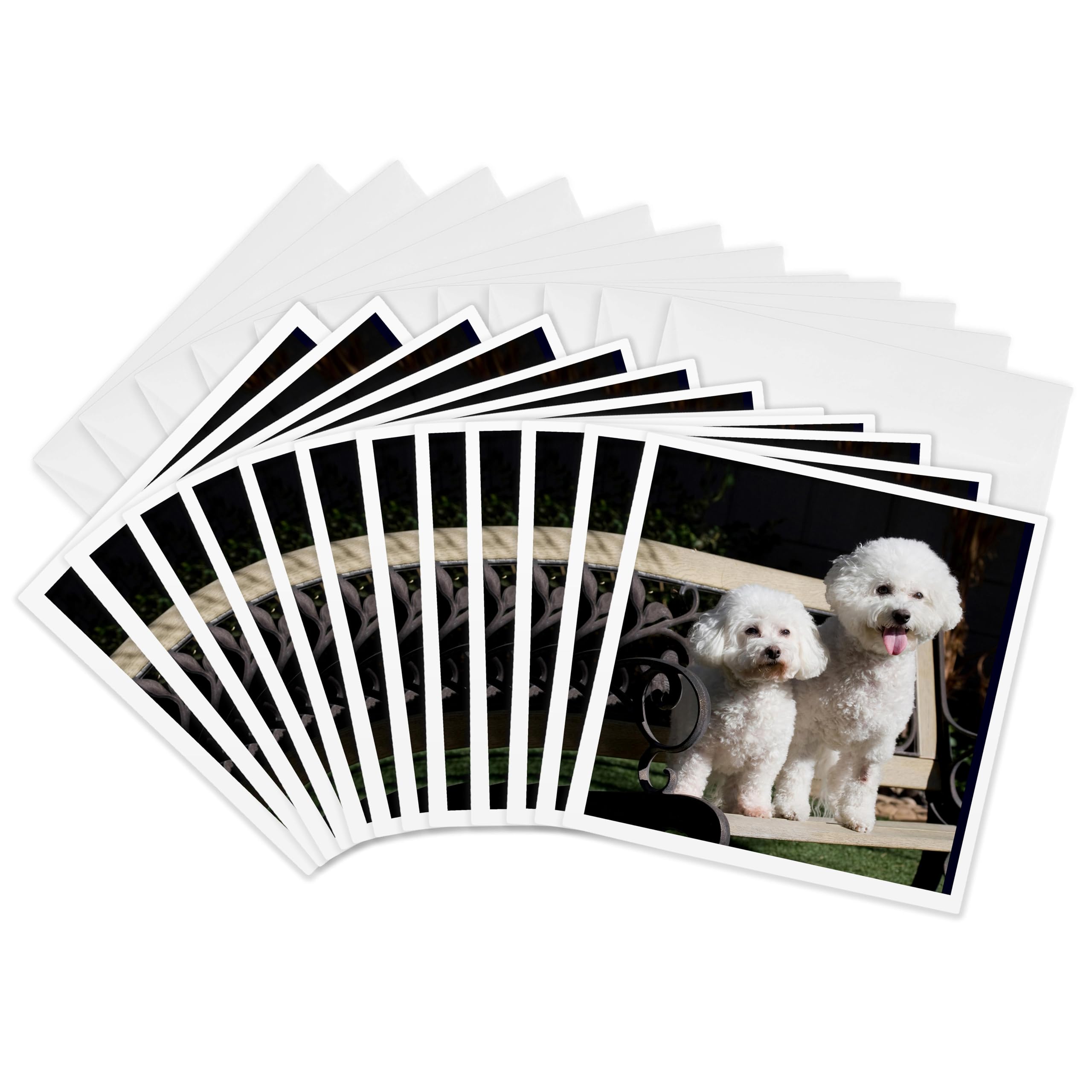 3dRose gc_88774_2 6 x 6-Inch "Two Bishon Frise Dog - Us05 Zmu0060 - Zandria Muench Beraldo" Greeting Card (Pack of 12)