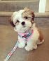 UrbanPup Vintage Rose Floral Halsband – Stoff-Hundehalsband Mit Chrom-Details, Floralem Muster, Leicht & Stabil