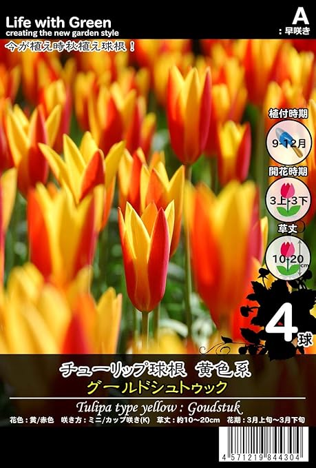 Amazon チューリップ球根 黄色系 ミニ カップ咲き K グールドシュトゥック Life With Green 球根