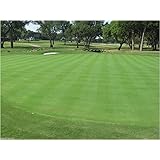 Penncross Bentgrass Seed - 1 Lb.