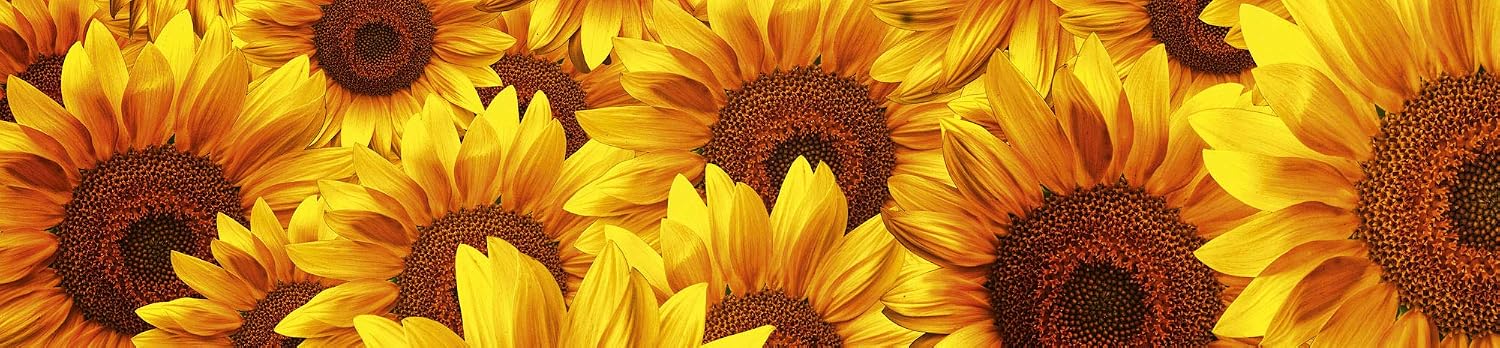 DIMEX LINE Peel and Stick Kitchen Backsplash Sticker Sunflowers, Gelb, 260 x 60 cm - Image 4