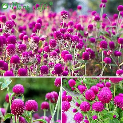 Buy Plant Gift Dried Gomphrena Globosa Flower Natural Globe Amaranth Flower Blooming Flower Tea Natural Royal Scented Tea Gomphrena Rose Tea 30g 1 05oz Online In Turkey B07n659j8b