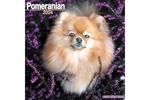 Pomeranian Calendar - Dog Breed Calendars - 2023 - 2024 wall calendars - 16 Month by Avonside