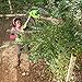 Greenworks 20-Inch 24V Cordless Pole Hedge Trimmer, 2.0 Battery Included 22242