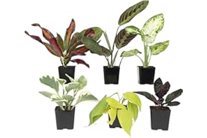 Easy to Grow Houseplants (Pack of 6), Live House Plants in Containers, Growers Choice Plant Set in Planters with Potting Soil