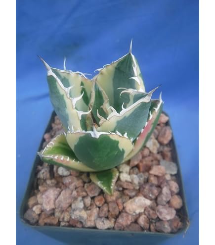 agaven niedrigere klassifizierungen Agave 