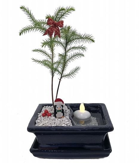 Latest Norfolk Island Pine Bonsai Tree Pink Wool Latest Norfolk Island Pine Bonsai Tree Pink Wool