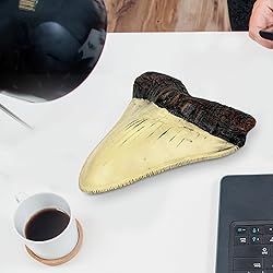 Carcharodon Megalodon Giant Shark Tooth with