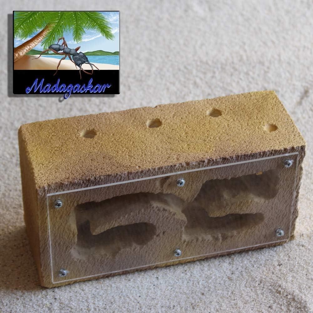 Antlife ANT NEST | Nest stone Madagaskar (Size M)