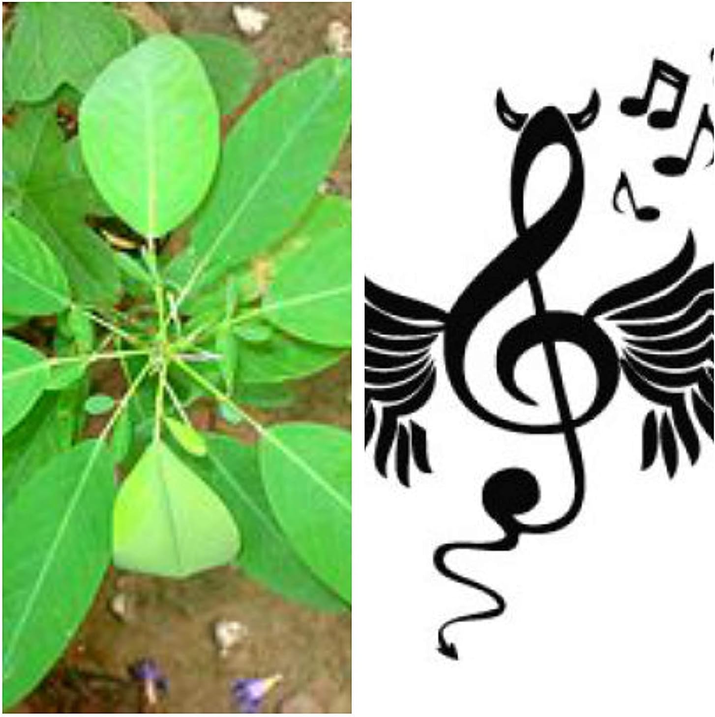 CROSO Seeds PACAKGE ONLY NOT Plants: Desmodium gyrans, Telegraph, The Dancing Seed, Seeds