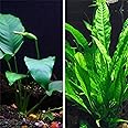 Java Fern and Anubias Bundle