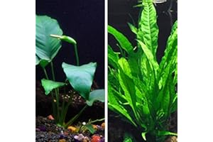 BIG PETE'S AQUATICS Java Fern and Anubias Bundle