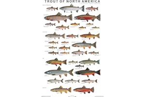 Trout of North America Poster
