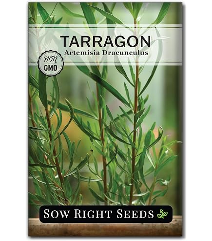Amazon.com : Clovers Garden French Tarragon Herb Plants - Two (2