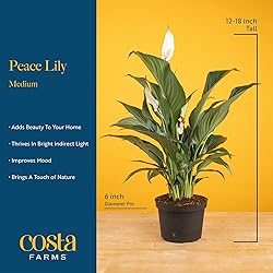 Costa Farms Peace Lily, Live Indoor Plant with