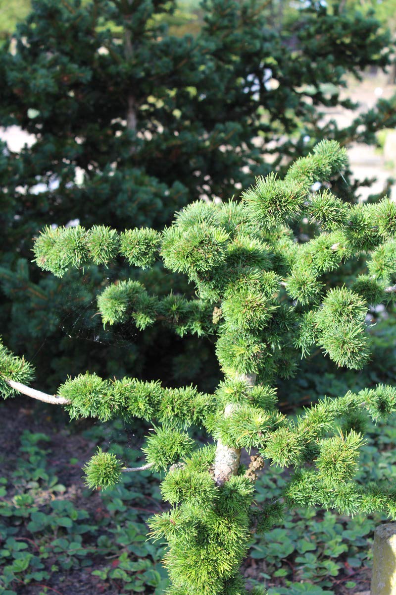 Лиственница Кемпфера Фотография Как Выглядит – Telegraph