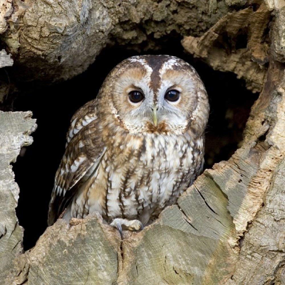 Tawny Owl Greeting Card with SOUND. A beautiful photographic card which when opened plays Tawny Owl noise. Blank on the inside so can be used for many occasions.