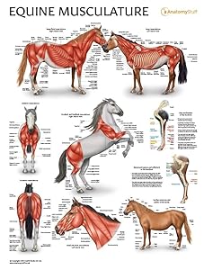 Equine Musculature System Laminated Chart LFA # 2569 New!