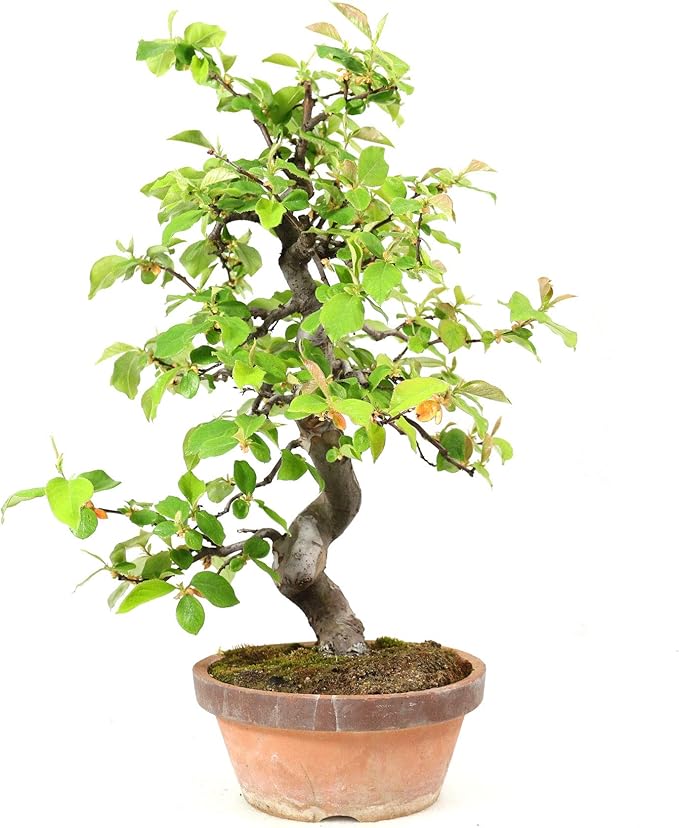 Chinese Quince, Pseudocydonia, OutdoorBonsai, 25 Years, Height 38 cm