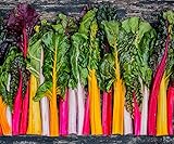Rainbow Swiss Chard Seeds for Planting Heirloom Non