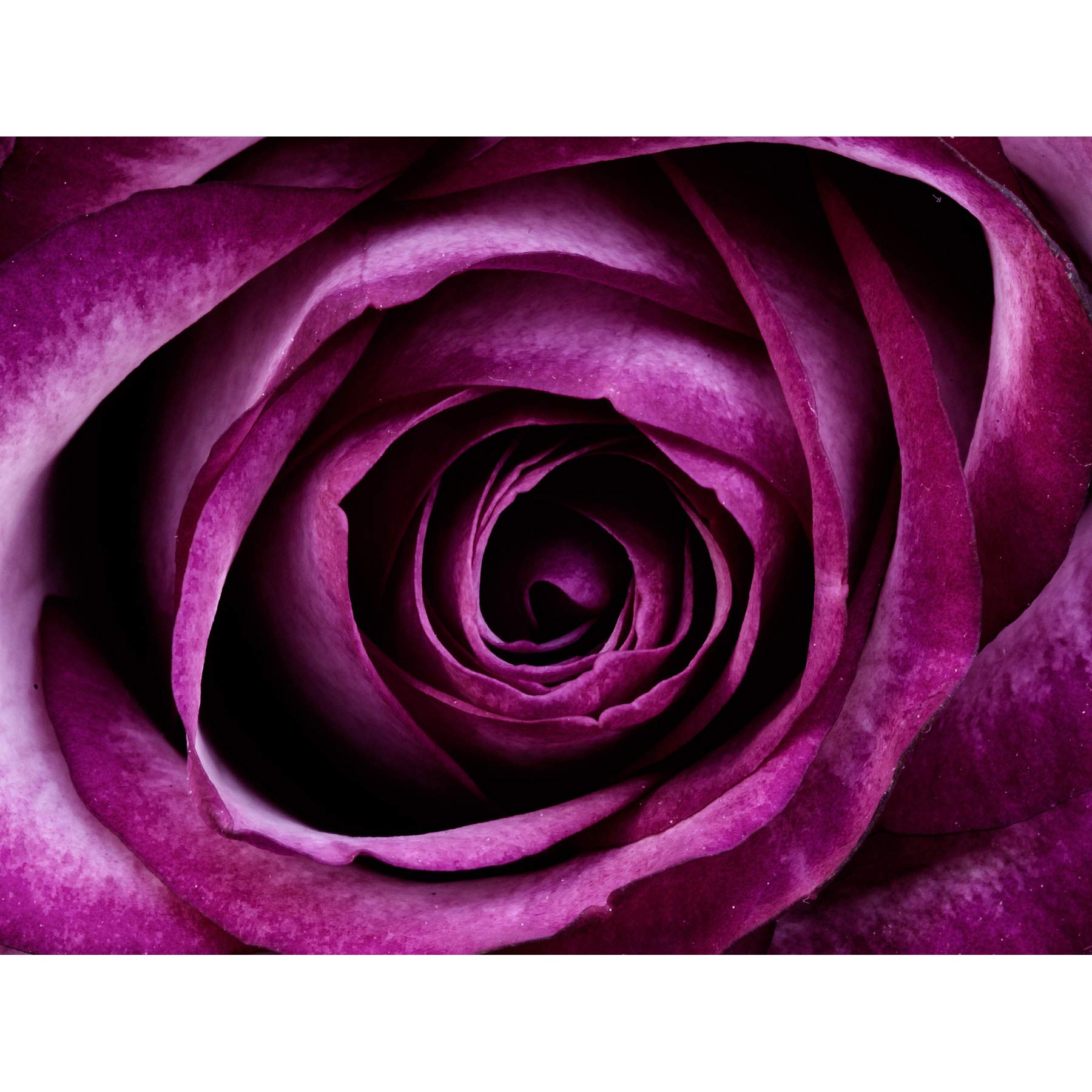 Wee Blue Coo Nature Photo Purple Rose Petal Flower Picture Canvas Print