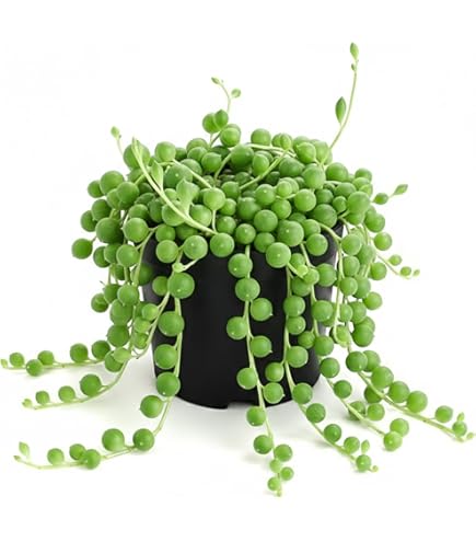 ファット①★FAT★カクタスグリーン産★CACTUS GREEN産★希少株 Amazon.com : Fat Plants San Diego Cactus Plants. Variety Package
