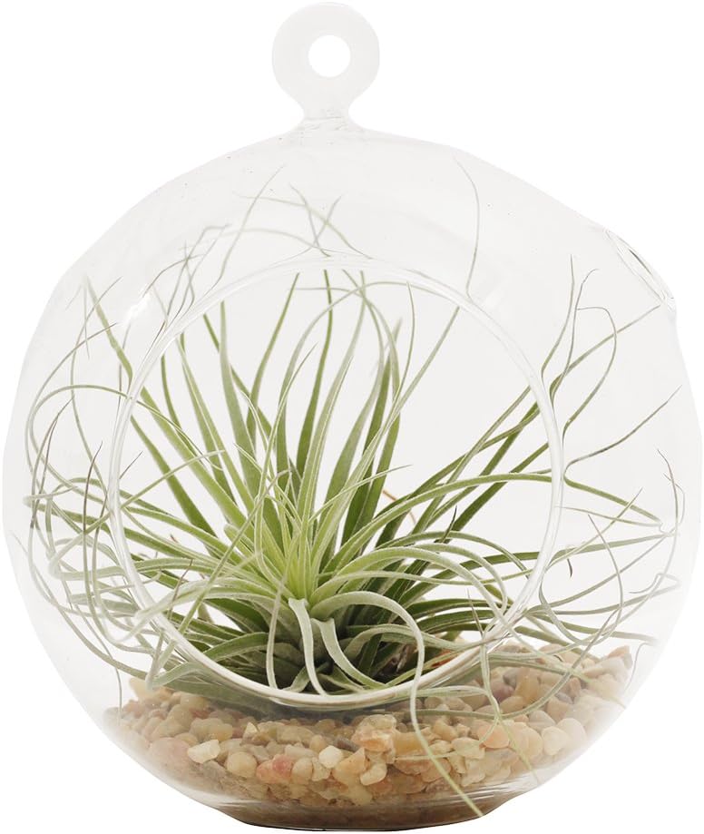 Shop Succulents | Medium Terrarium with Air Plant, Hand Selected, Ideal for Home Décor or Wedding Events