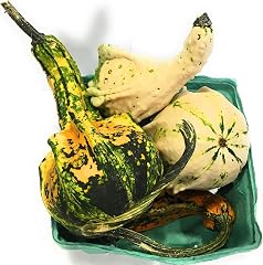 Squash Gourd