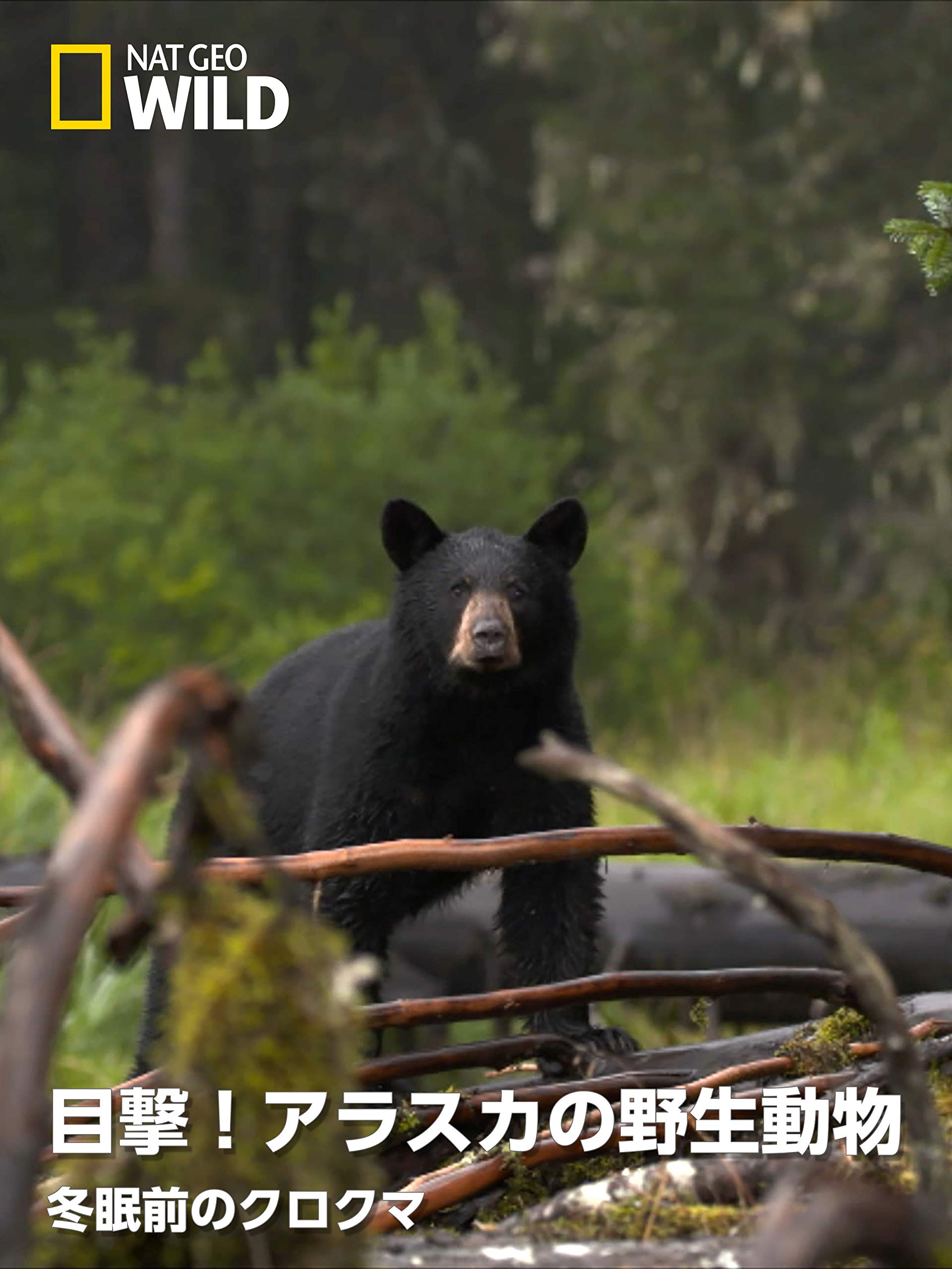 Amazon Co Jp 目撃 アラスカの野生動物 冬眠前のクロクマを観る Prime Video